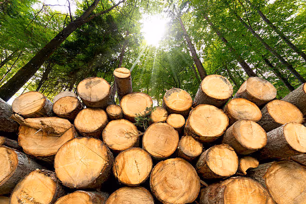 DF Lumber